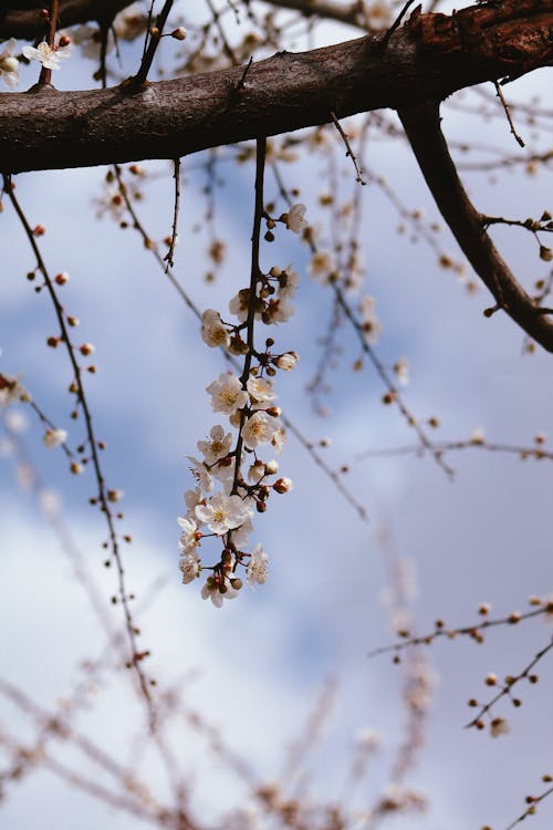 Branch and Cherry Blossoms in Spring