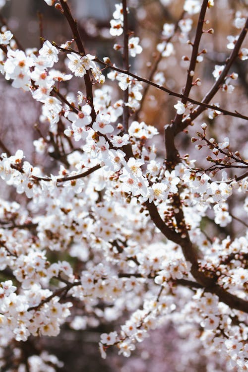 A close up of a white cherry blossom tree