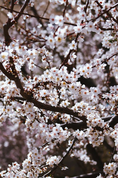 Photos gratuites de arbre, blanc, branches