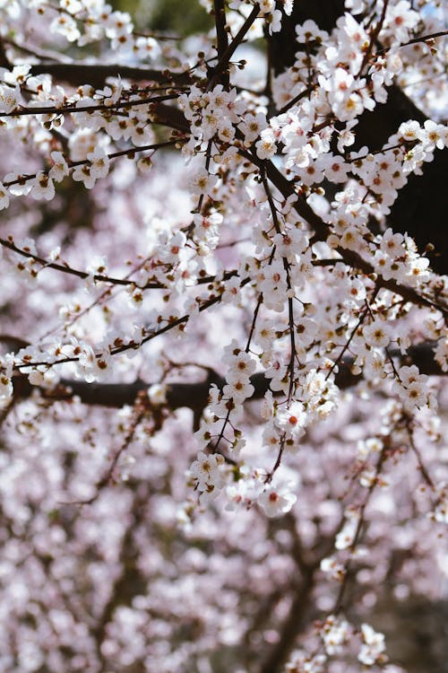 A close up of a cherry blossom tree