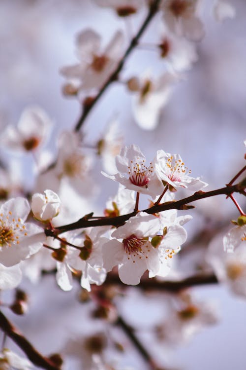 A close up of a cherry blossom tree