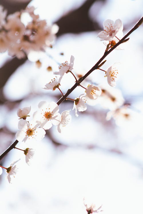 Základová fotografie zdarma na téma bílá, jaro, květy