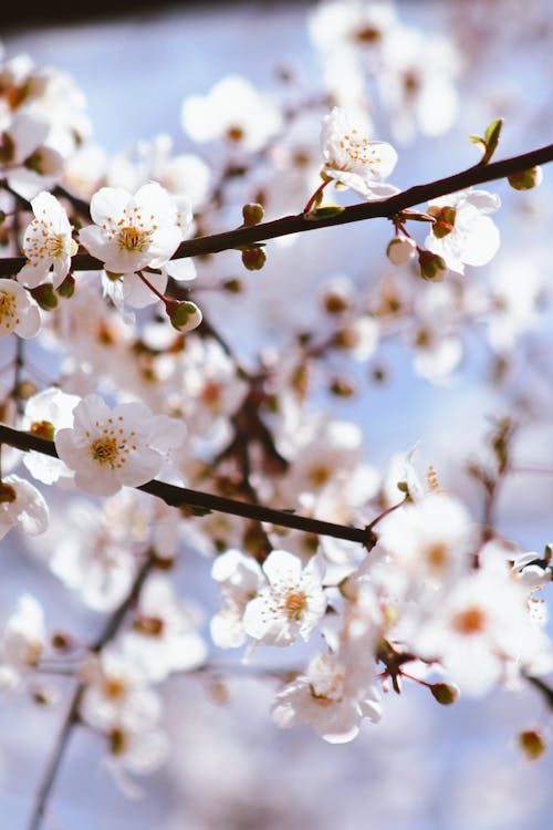 A close up of a cherry blossom tree