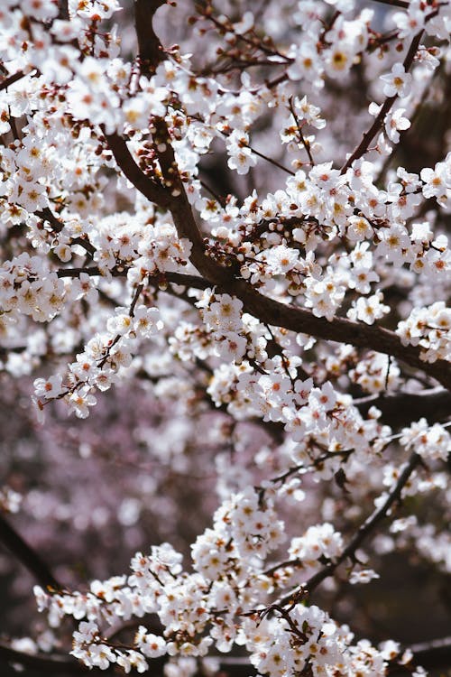가지, 봄, 셀렉티브 포커스의 무료 스톡 사진