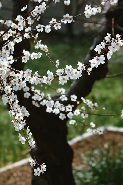 A close up of a tree with white flowers