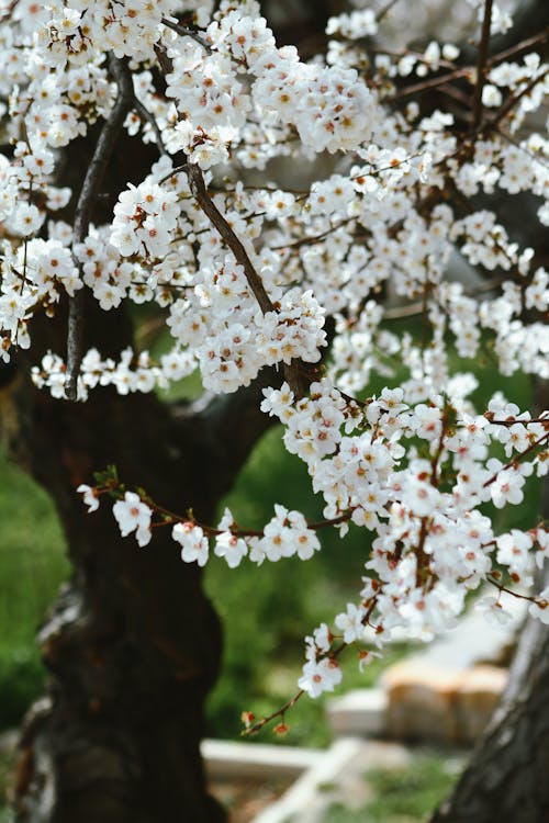 A close up of a white cherry tree with flowers