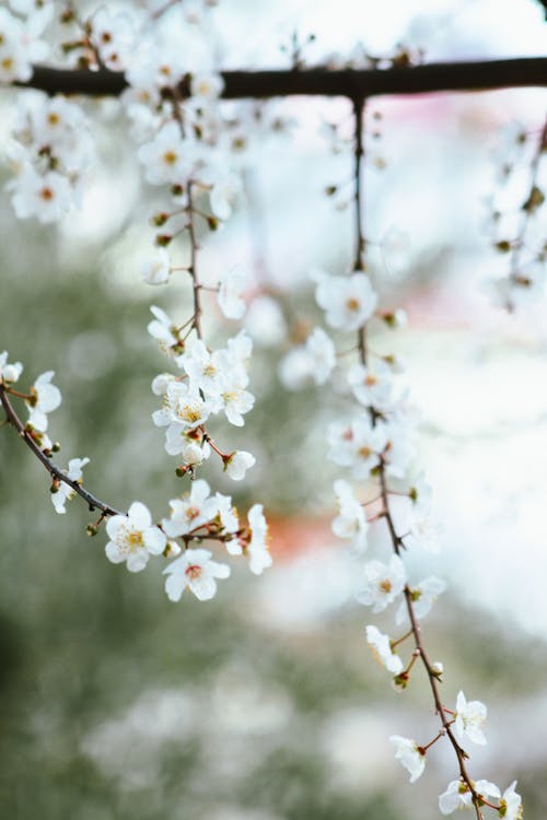 A close up of white flowers on a tree branch