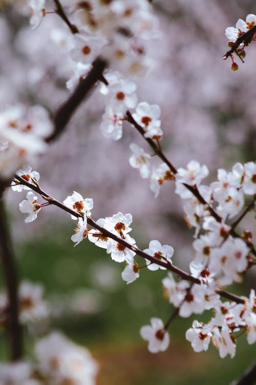 A close up of a cherry tree with white flowers