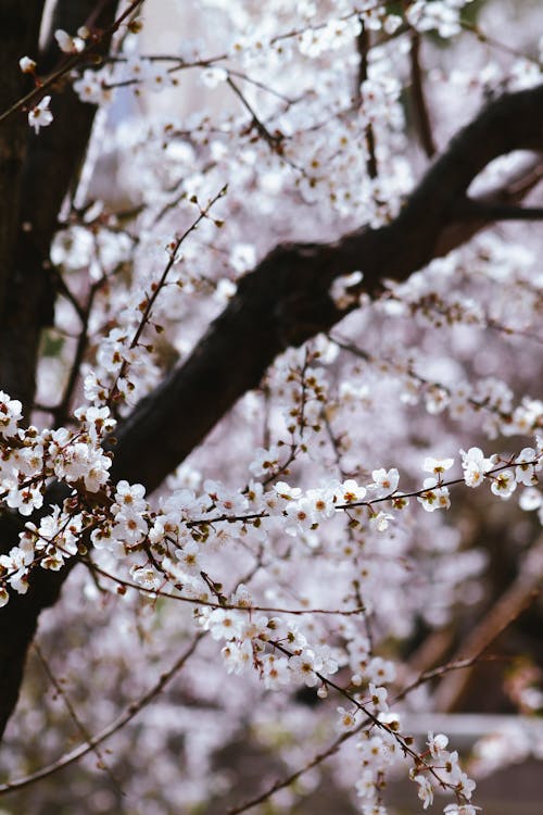 A close up of a tree with white flowers