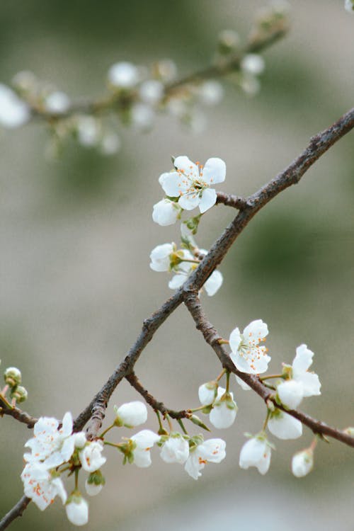 A close up of a white flower on a branch
