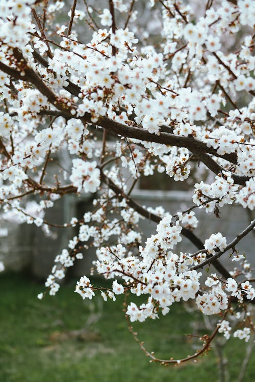 A close up of a white cherry tree with white flowers