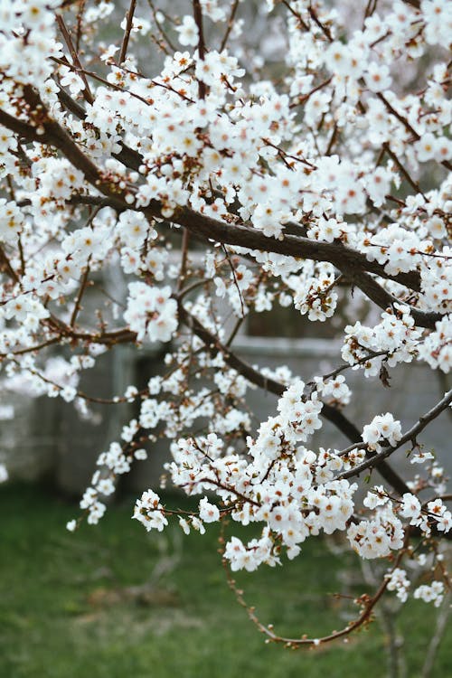 Blossoming Spring Tree · Free Stock Photo
