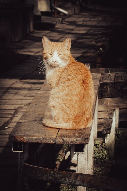 A cat sitting on a bench