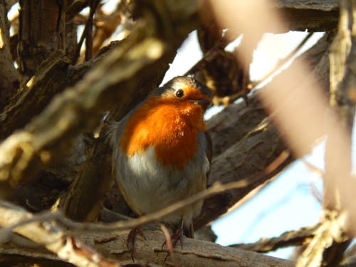 Foto profissional grátis de robin europeu