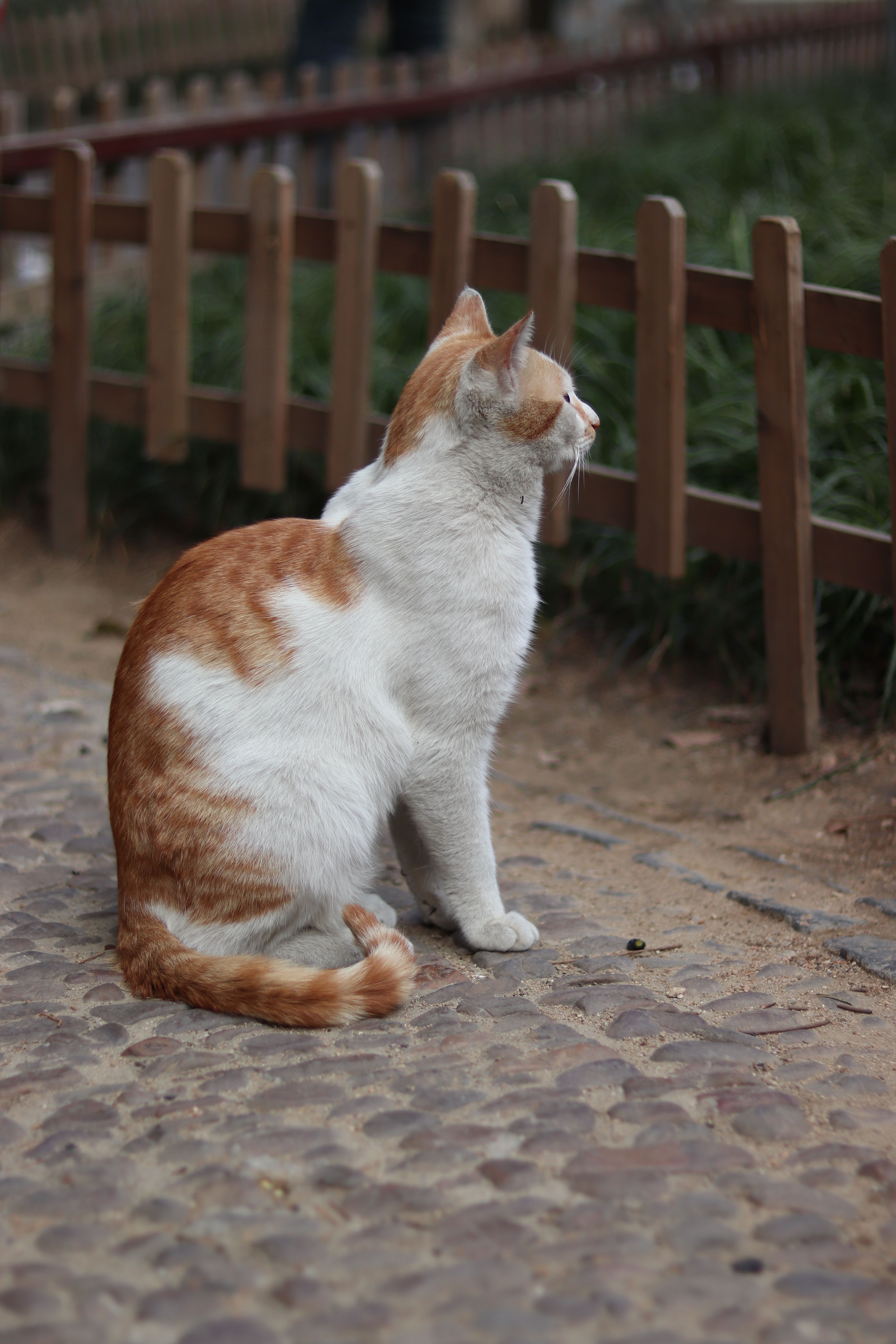 Little Cat on a Stone Pavement · Free Stock Photo