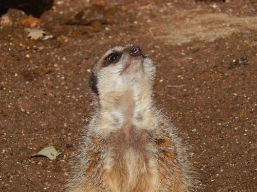 Foto profissional grátis de suricato