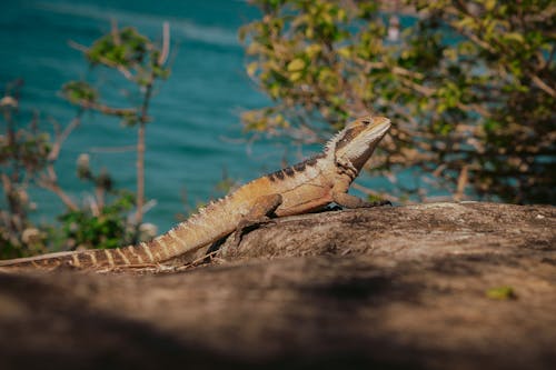 A lizard sitting on a rock near the ocean