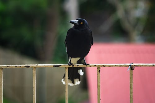 currawong, kuş, kuzgun içeren Ücretsiz stok fotoğraf