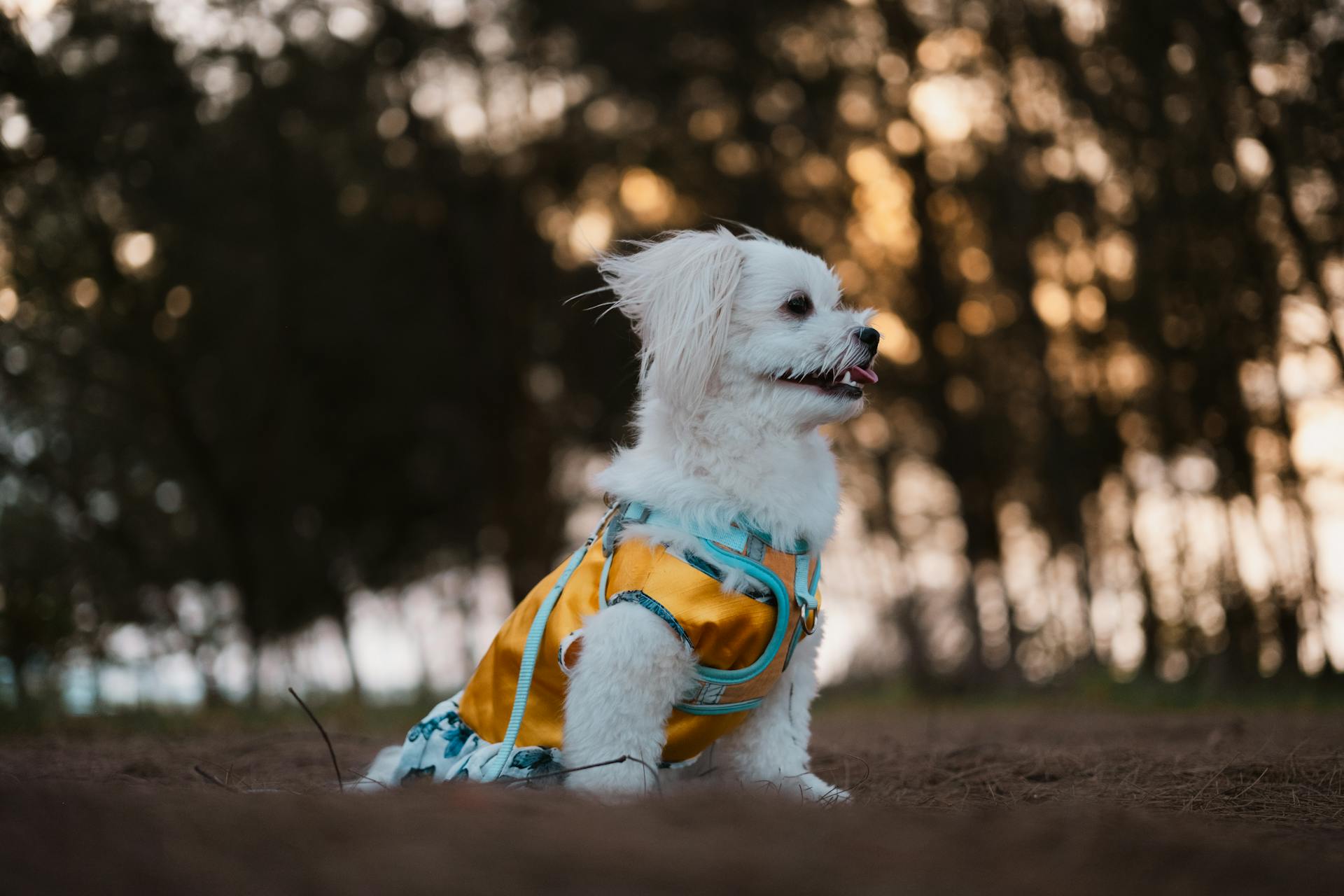 White Puppy Sitting on Ground