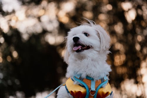 A white dog wearing a harness with a leash