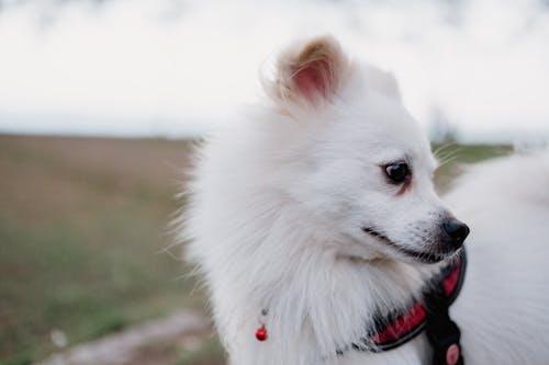 A white dog with a red harness on its back