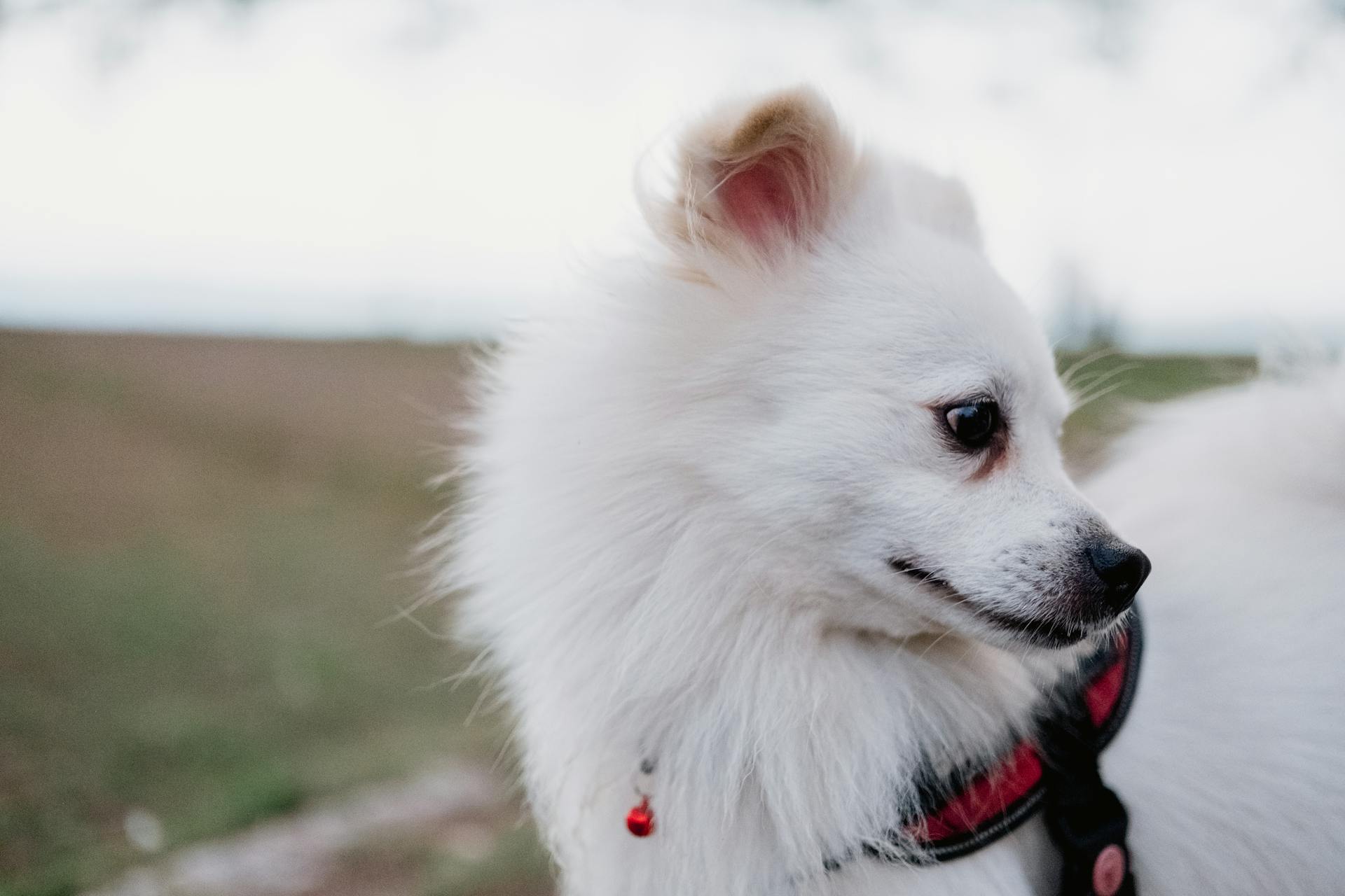 White Dog Puppy