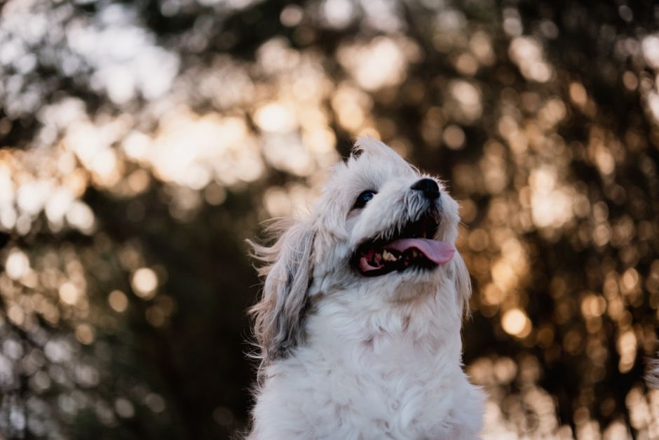 Adorable white puppy enjoying the outdoors with a playful expression and fluffy coat. Adorable white puppy enjoying the outdoors with a playful expression and fluffy coat.