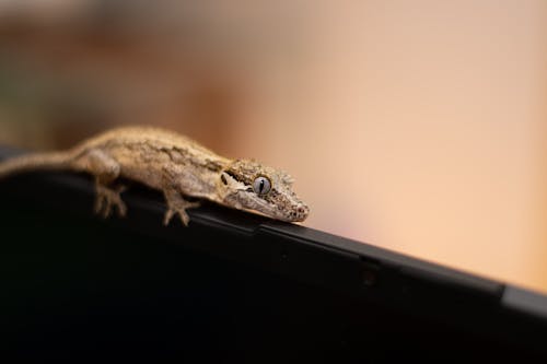 Foto d'estoc gratuïta de enfocament selectiu, fotografia d'animals, fotografia de la vida salvatge