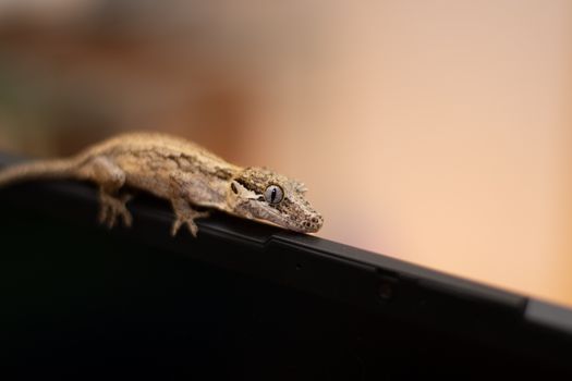 A detailed image of a gecko perched on an electronic device, showcasing its scales and eyes.