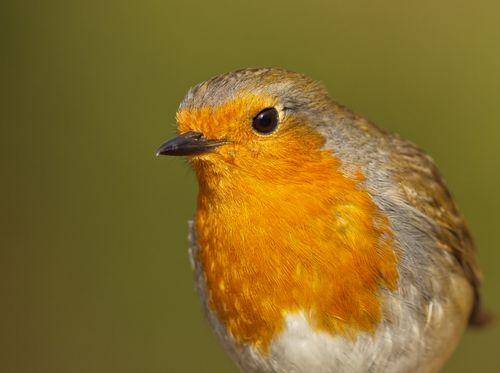 Free Detailed macro shot of a European robin with vibrant orange breast against a blurred green background. Stock Photo