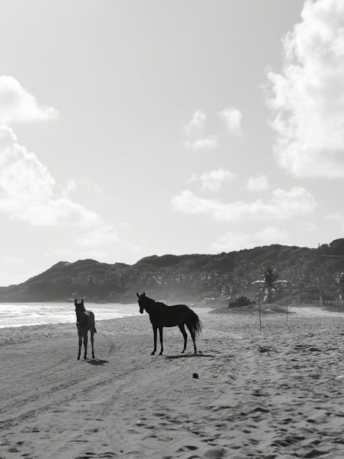 Photos gratuites de animaux, chevaux, littoral