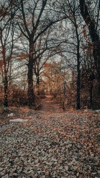 Serene forest pathway blanketed with autumn leaves, showcasing fall's beauty.