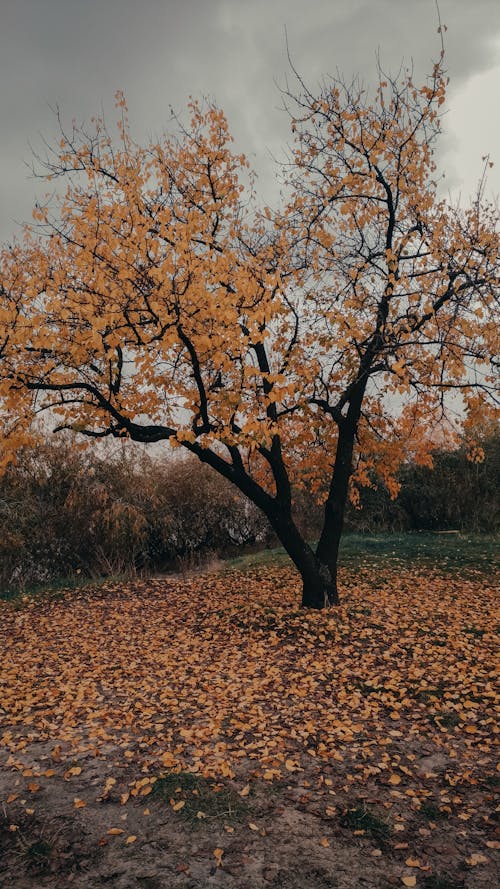 垂直ショット, 田舎, 秋の無料の写真素材