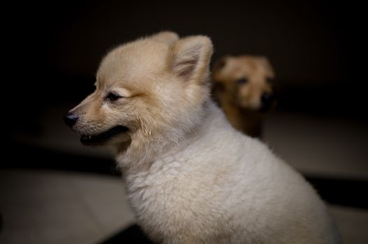 Two fluffy puppies sitting indoors, captured in soft lighting with a focus on their cute faces., free online jigsaw puzzle on JigsawPuzzlesFreeOnline.org