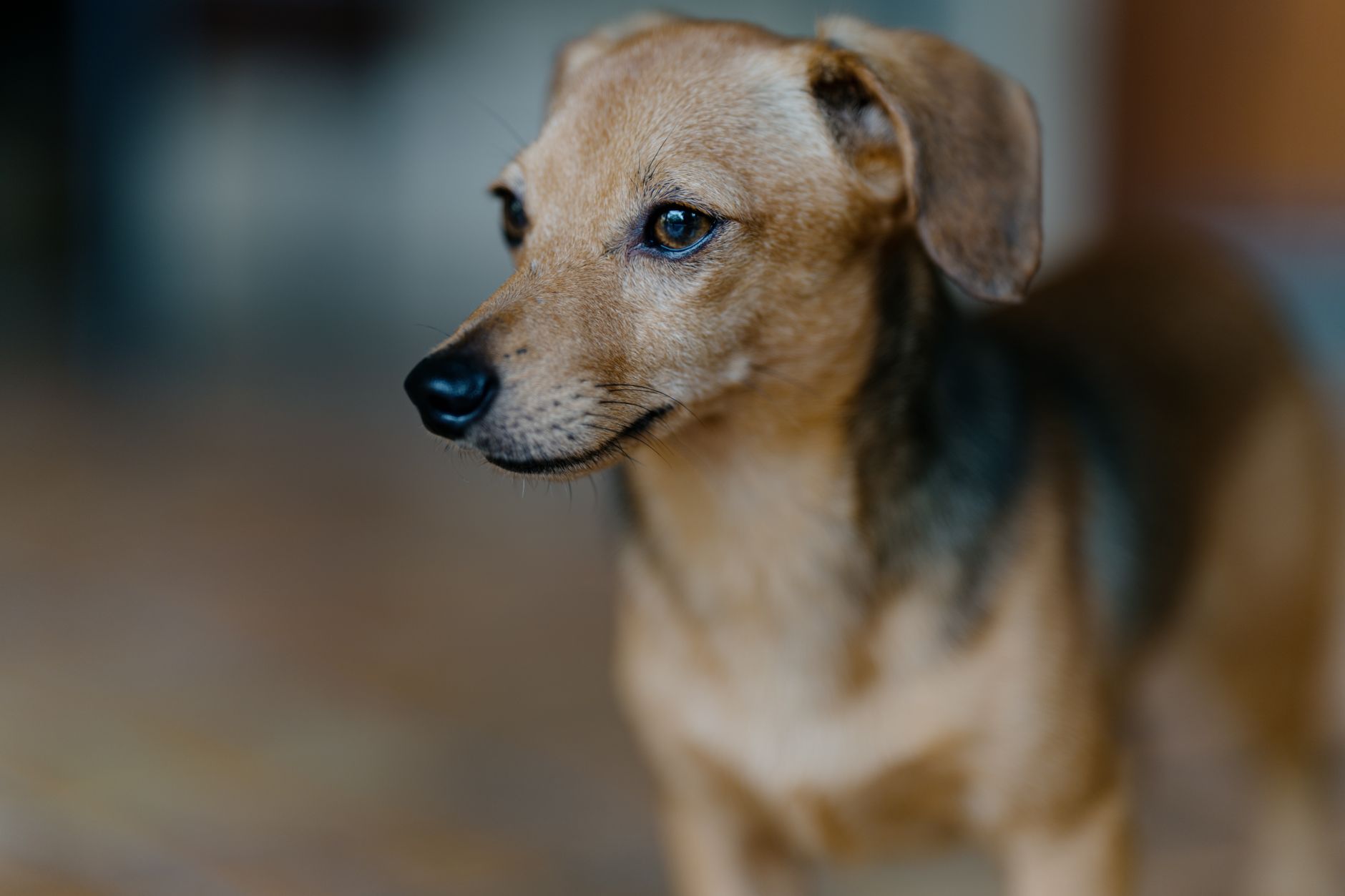Healthcare and wellness consultation for a dog