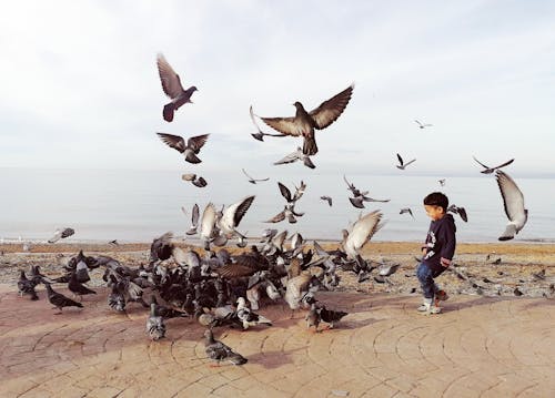 A boy is standing in front of a flock of pigeons