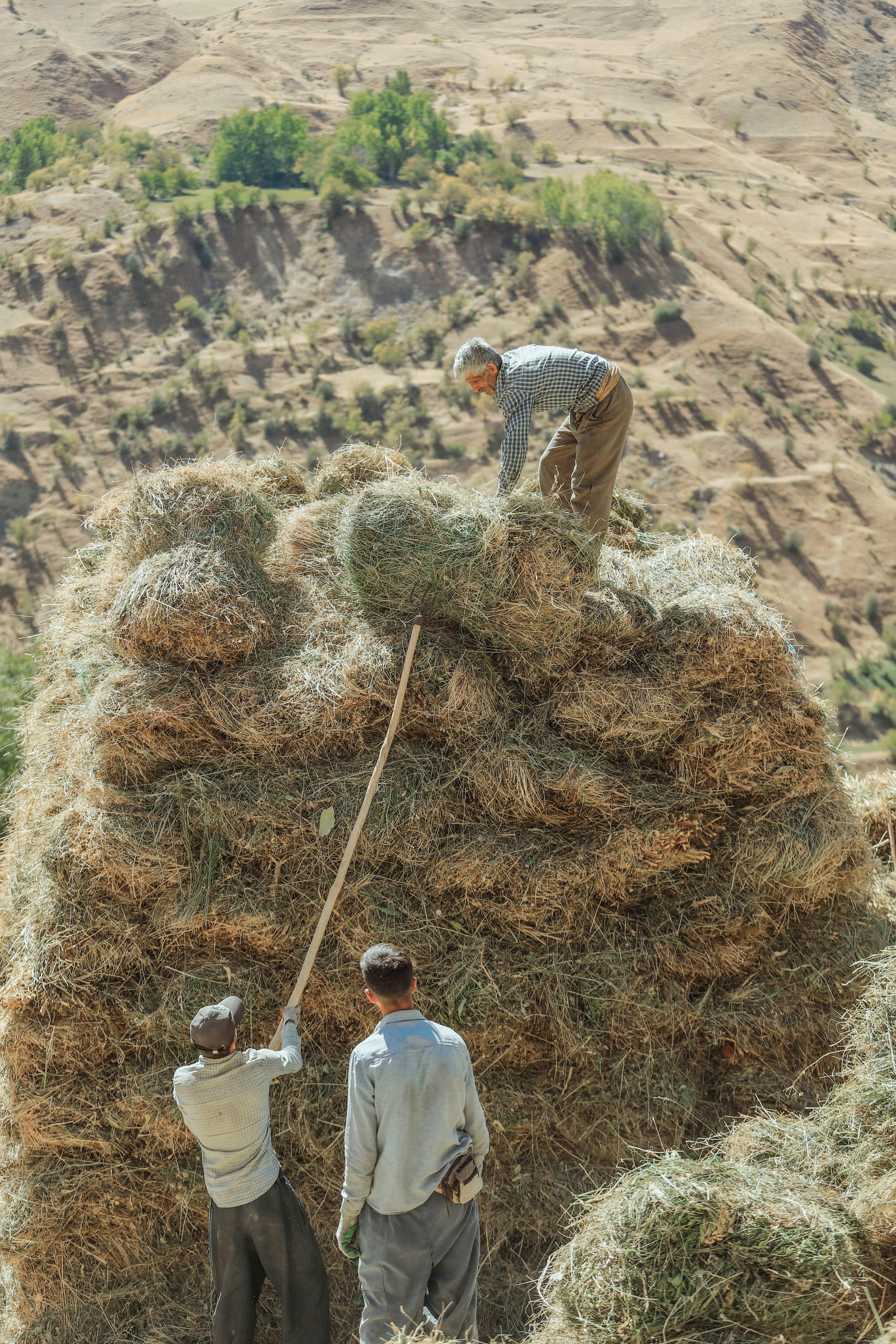 Three farmers working together stacking hay bales in the rural countryside of Van, Türkiye.