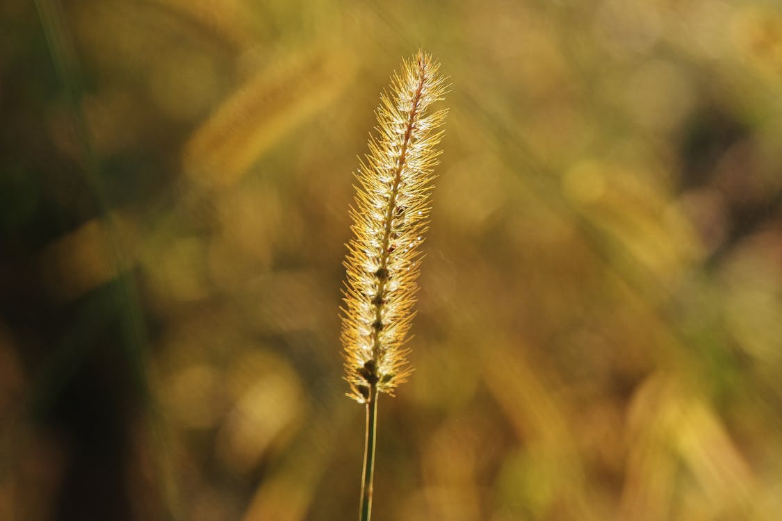 Cattail Plant