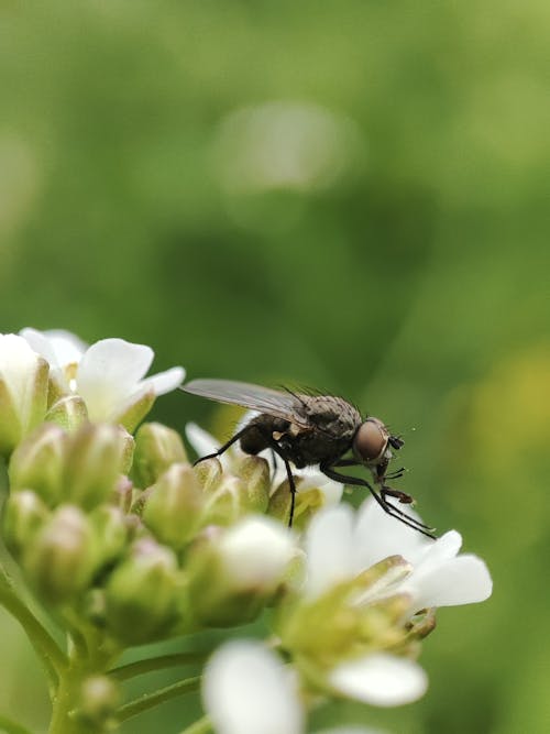 A fly is sitting on top of a flower
