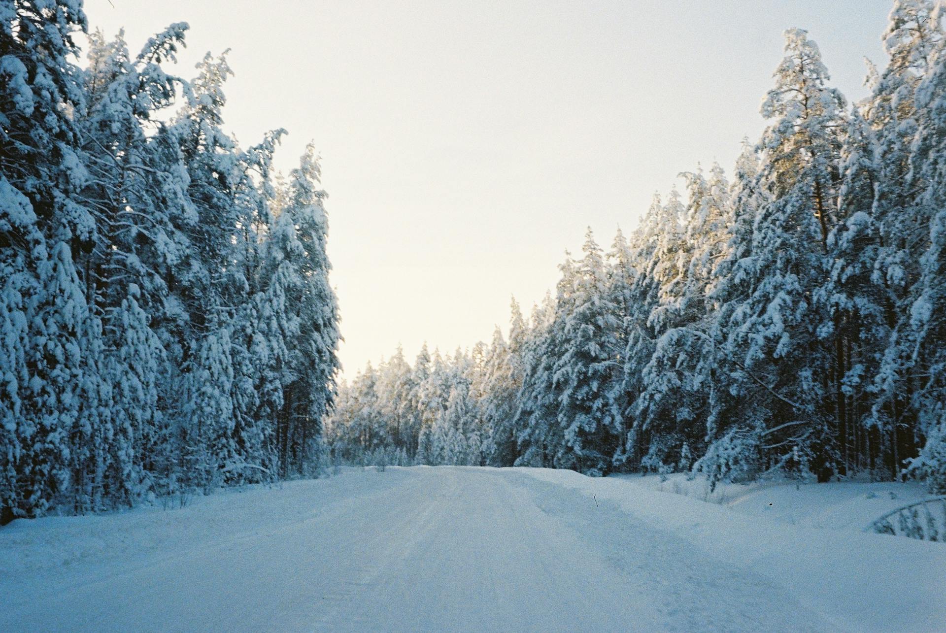 Road Covered with Snow in a Coniferous Forest