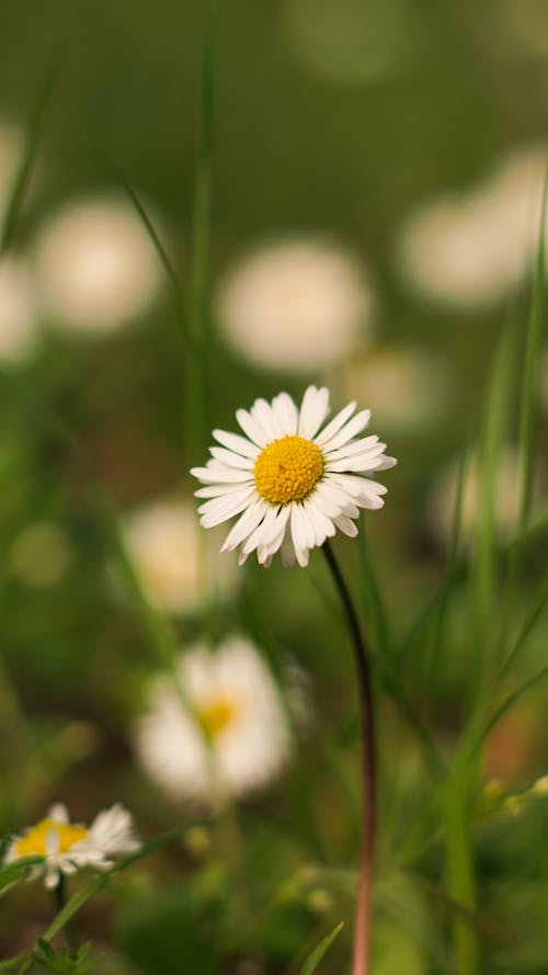 Kostnadsfri bild av äng, blomma, daisy