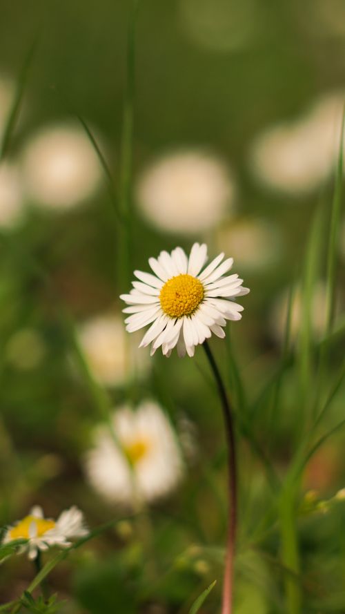 Free A detailed close-up of a blooming daisy flower in a green meadow, captured in spring. Stock Photo