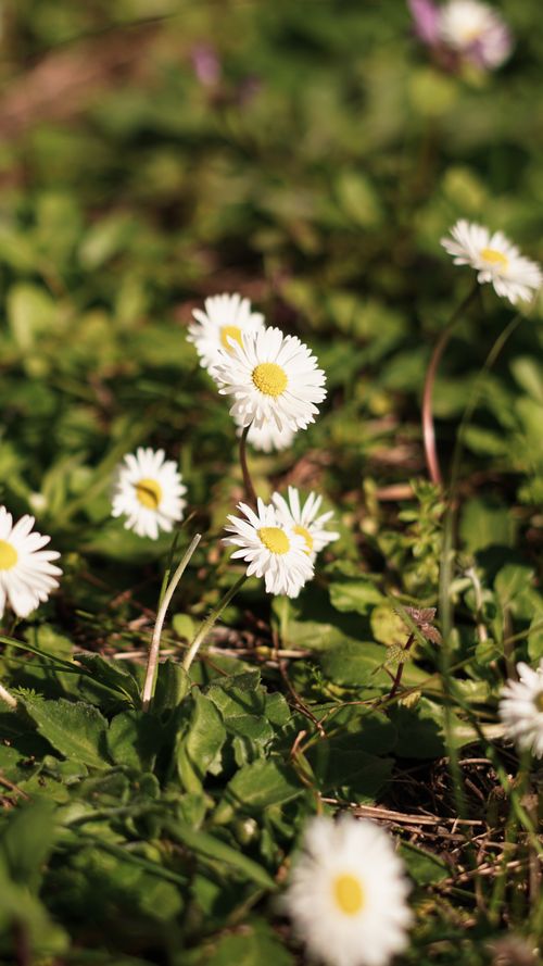 Free Beautiful daisies blooming in a sunny field, showcasing nature's simplicity and charm. Stock Photo