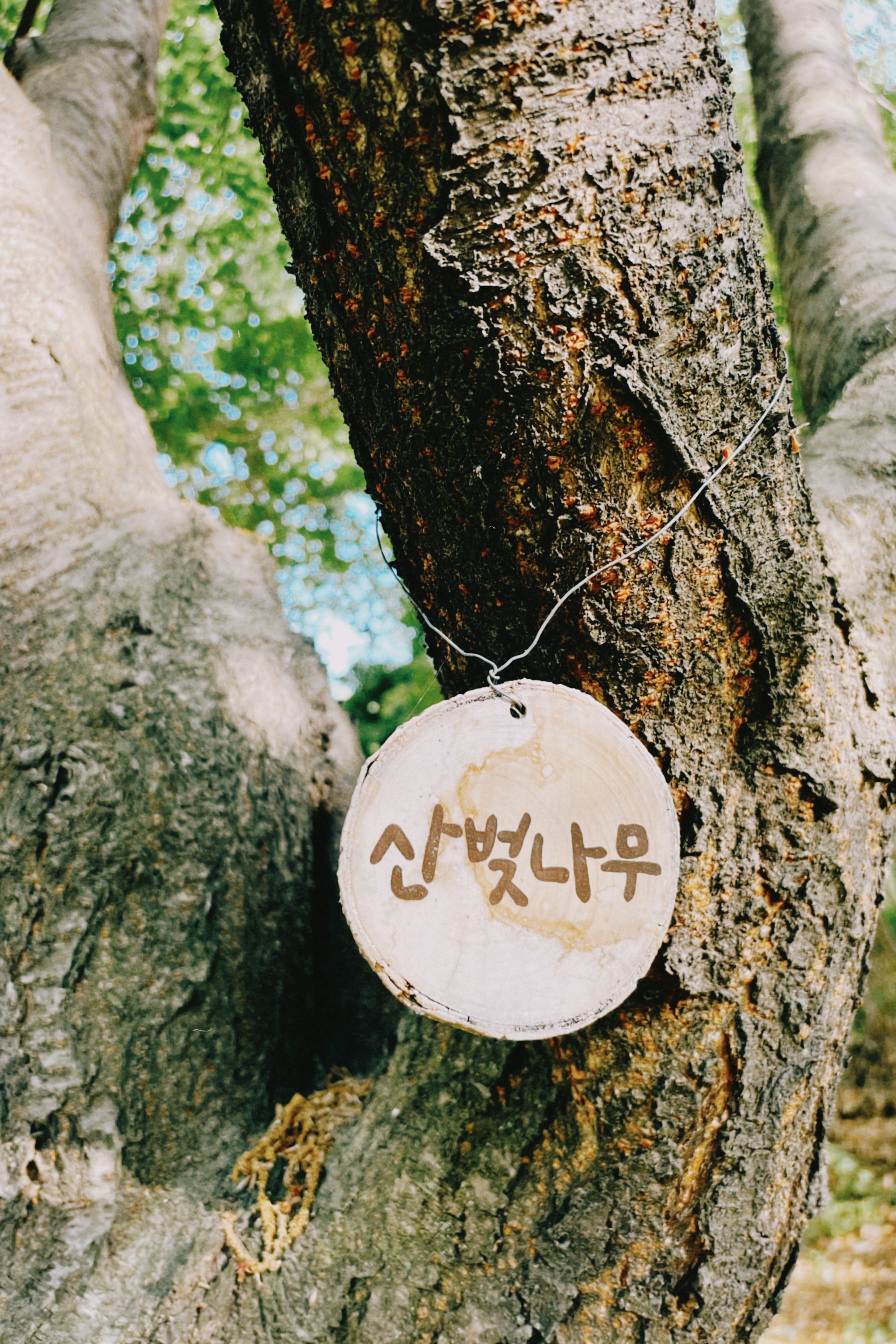 A close-up of a rustic wooden sign hanging on a tree trunk in South Korea, nature setting.