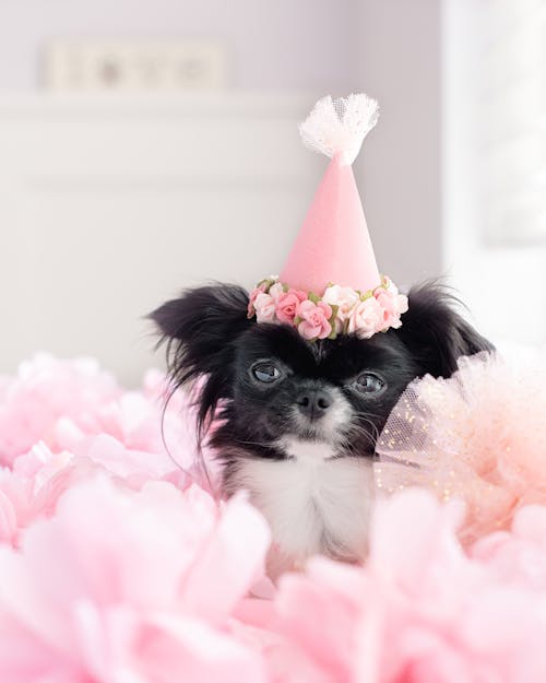 Little Dog with Pink Cap 