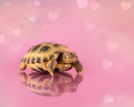 Adorable tortoise posing on a reflective pink heart background, perfect for animal lovers.
