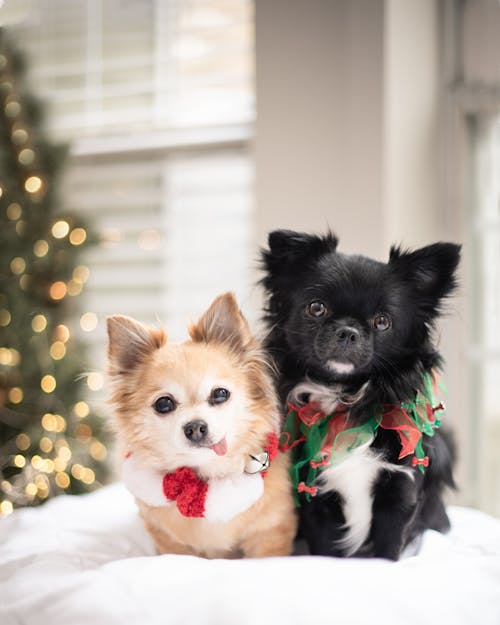 Little Dogs in Front of a Christmas Tree 