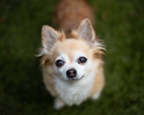 Portrait of a Brown Chihuahua Looking Up at the Camera