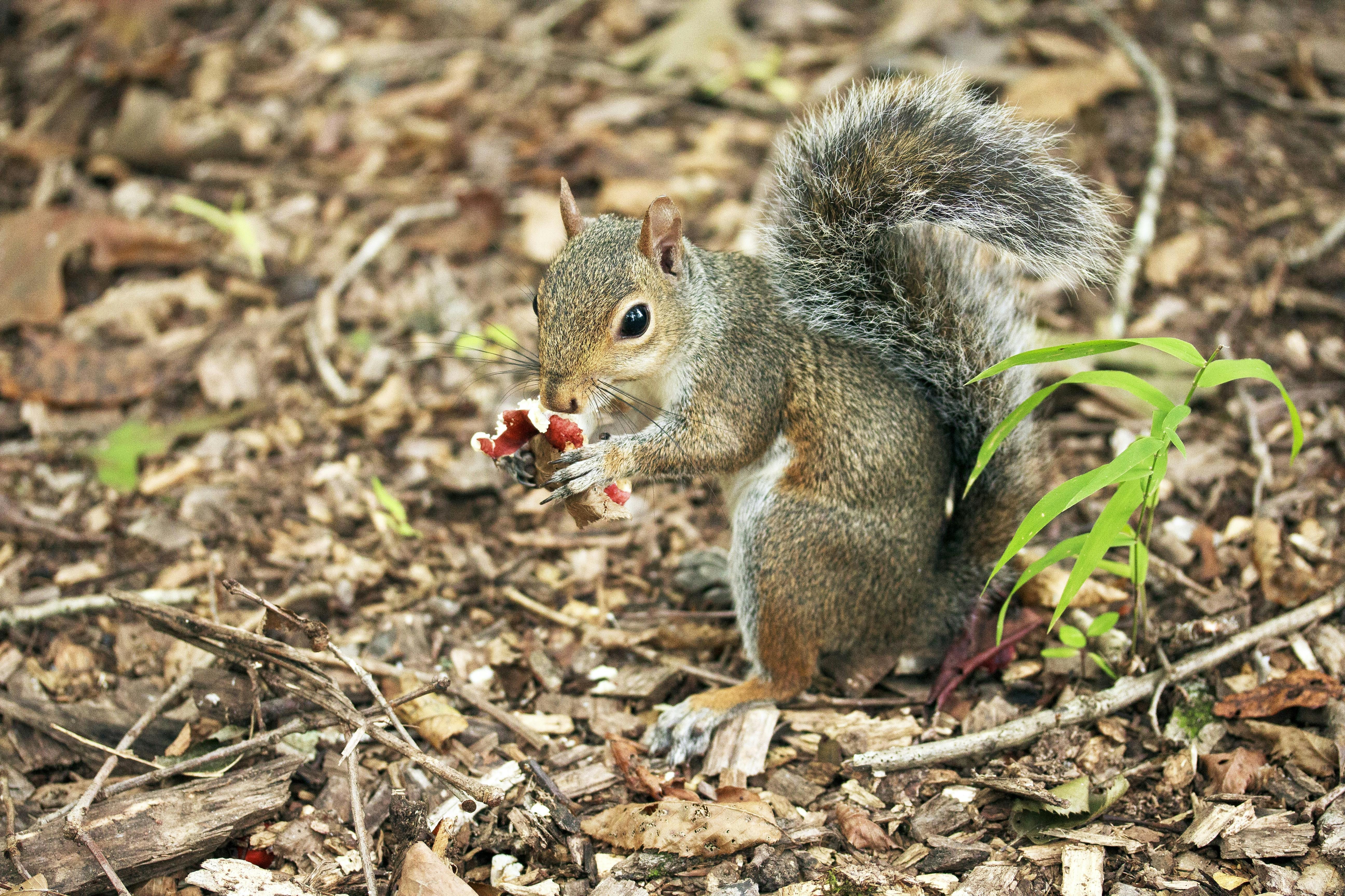 gray squirrel eating red fruit