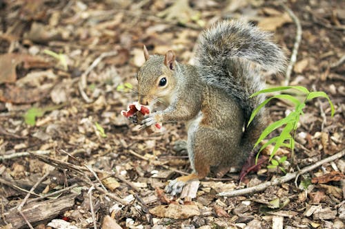 Gray Squirrel Eating Red Fruit